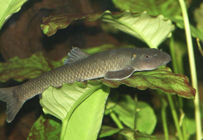 Garra congoensis